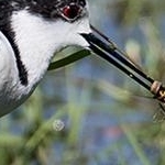 _O4A8441 Echasse blanche